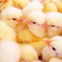 黃雞苗 廠家直供優(yōu)質(zhì)適應性強三黃雞苗 批發(fā)存活率高三黃雞苗