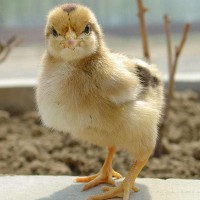 長期供應大紅公雞苗 草雞苗 存活率高的雞苗 草公雞苗批發(fā)