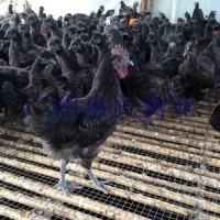 廠家供應正宗良種黑鳳烏雞苗 黑鳳雞苗 特級優(yōu)質(zhì)黑鳳雞種苗