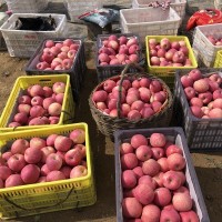 黃土媽媽 洛川紅富士蘋果24枚90陜西特產洛川蘋果產地一件代發(fā)