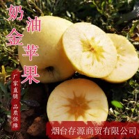 煙臺(tái)原產(chǎn)地奶油蘋果 山東金蘋果 果園批發(fā)新鮮水果掛樹(shù)果期長(zhǎng)