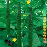 供應原產地黃瓜，品質高口感脆