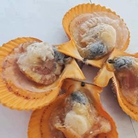 福建黃金扇貝活鮮冷凍 商用燒烤料理扇貝 鮮活現(xiàn)剝海鮮水產批發(fā)