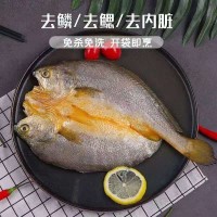 海肴膳醇香黃魚鲞黃瓜魚阿信水產批發(fā) 寧德大黃魚新鮮冷凍黃花魚