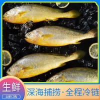 寧德霞浦大黃魚黃花魚廠家批發(fā)冷凍大黃魚鮮活海鮮水產品速凍