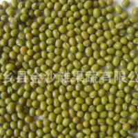 綠豆常年供應，芽豆，商品豆，質量保證 價格優惠
