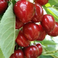 布魯克斯櫻桃樹苗、成都大櫻桃苗批發(fā)、車?yán)遄用? onmouseover=