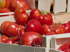 大棚種植西紅柿，如何管控病蟲(chóng)害問(wèn)題？