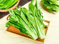 種植油麥菜的最佳時(shí)間！選對(duì)種植時(shí)間，油麥菜才能高產(chǎn)！