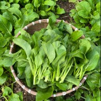 秋天該給餐桌加啥菜西安品茶工作室這幾種應季蔬菜潤燥又下飯