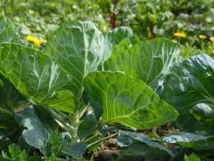 如何改善大棚土壤中顏色發青與發紅的問題？